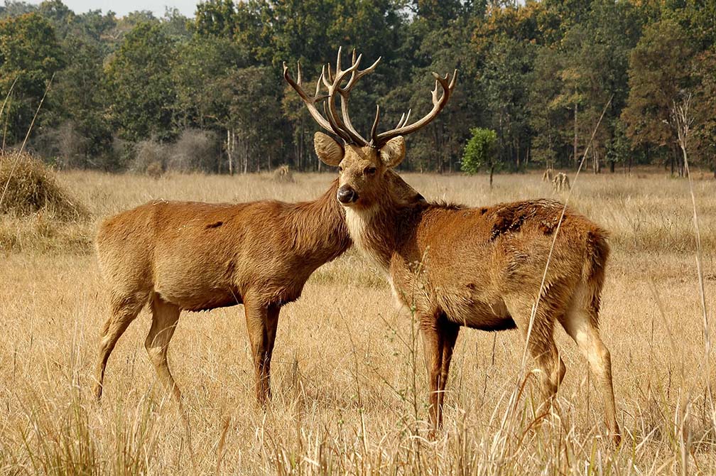 barasingha-conservation